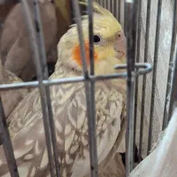 عروس هلندی مولد تخم گذار ماده تک