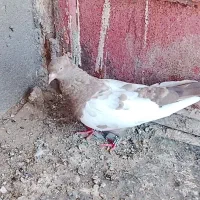عطیقه