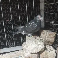 کفتر المانی پلاکی جانسون مولر سارتخت|پرنده|رضویه, |دیوار