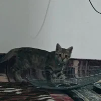 اگه هرکسی گربه داره من میتونم نگهداری کنم ازشون