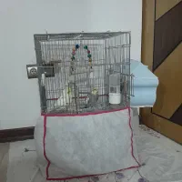 عروس هلندی