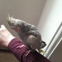 عروس هلندی نربسیار دستی|پرنده|کرج, شهرک فهمیده|دیوار