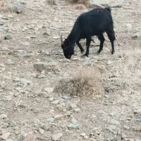 بز .نطنز|حیوانات مزرعه|اصفهان, شهرستان|دیوار