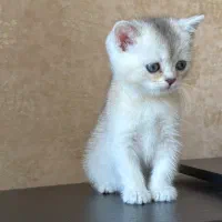 پسر شیطون بلای خالص