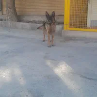 سگ ژرمن اصل حرف گوش کن  مهربان|سگ|خسروشاه, |دیوار
