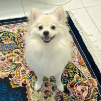 سگ پامرانین|سگ|تهران, توحید|دیوار