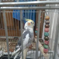 با قفس  قیمت یک کلام ا میلیون چهار کلمه حرف می زنه