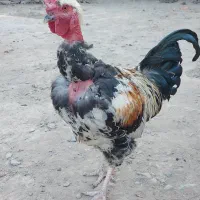 خروس جوان نژاد دار
