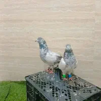 جفت کبوتران نر و ماده سالم هستند یک ساعتی می‌پرند