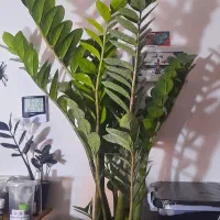 زامیفولیا سبز