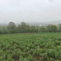 فروش-زمین-با-مجوز-مرغداری-و-صنعتی-روستای-نومل