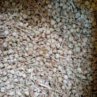 گیاهان دارویی|خوردنی و آشامیدنی|تهران, خاوران|دیوار