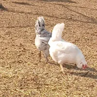 تخم مرغ نطفه دار گلین