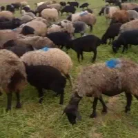 میش بره دار|حیوانات مزرعه|قرچک, داوود آباد|دیوار