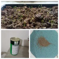 بذر سفید اصلاح شده هندی|گل و گیاه طبیعی|کوهدشت, |دیوار