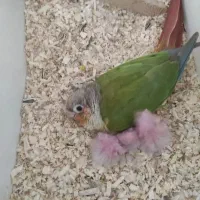 گرینچیک یلوساید مولدواقعی|پرنده|قائمشهر, |دیوار