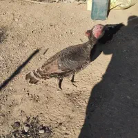 بوقلمون فروشی ماده