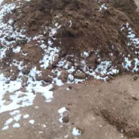 پهن حیوانی گاوی