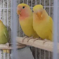 طوطی برزیلی اوپال نارنجی|پرنده|کرج, شهرک سهرابیه|دیوار