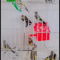 سهره جوجه پاییز سرحال و درشت|پرنده|سلیمان, |دیوار