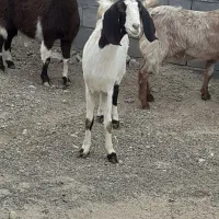 چهار راس بز|حیوانات مزرعه|سنقر, |دیوار