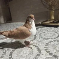 کبوتر فروشی