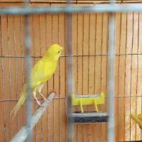 جوجه قناری.نر.نژاد سوپر|پرنده|تنکابن, |دیوار