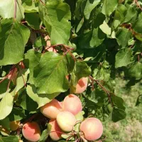 نهال نهالستان