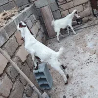 کهره دوقلو افغانی گلابی بلدرچین گوشتی سلطان آباد|حیوانات مزرعه|رامهرمز, |دیوار