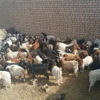 تعداد 100 عدد بزغاله فروشی|حیوانات مزرعه|ششطراز, |دیوار