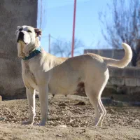 سگ سرابی|سگ|گلپایگان, |دیوار