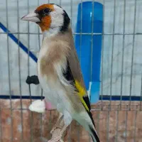 دو عدد سهره بلند و درشت جفتی در رزن