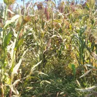 محصولات کشاورزی|لوازم نظافت|زنجان, |دیوار