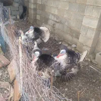 فروش بوقلمون نر وماده