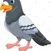 کبوتر پیدا شده