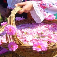 تور یک روزه گلابگیری نیاسر کاشان سلف شاد