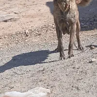 توله سگ|سگ|کنگاور, |دیوار