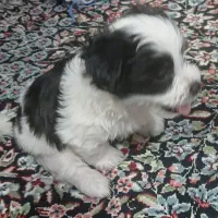 سگ شیتزو|سگ|رفسنجان, |دیوار