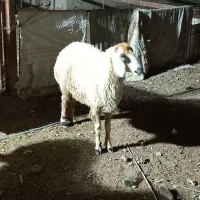 گوسفند مضرع بره گاو گاومیش