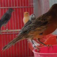 قناری جوان|پرنده|فولادشهر, زاینده رود|دیوار