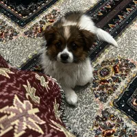 اشپیتز پامر