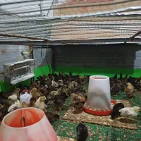 جوجه مرغ و خروس محلی گلپایگان|حیوانات مزرعه|پایین هولار, |دیوار