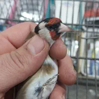 سهره پاییزه نشون دار