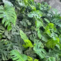 مانسترا و برگ انجیری|گل و گیاه طبیعی|آمل, |دیوار