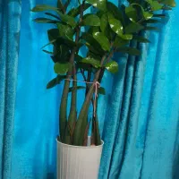 گل زاموفیلیا