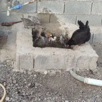 مرغ