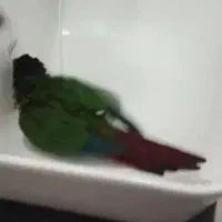 طوطی سبز رنگ (گرین جیک) گمشده