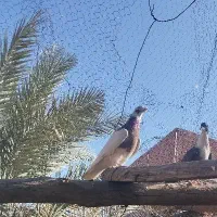 نر طوق گلی|پرنده|راور, |دیوار