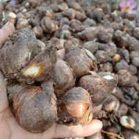 پیاز گل نرگس نوع شهلا|گل و گیاه طبیعی|کوهی‌خیل, |دیوار