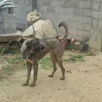 سگ پژدر